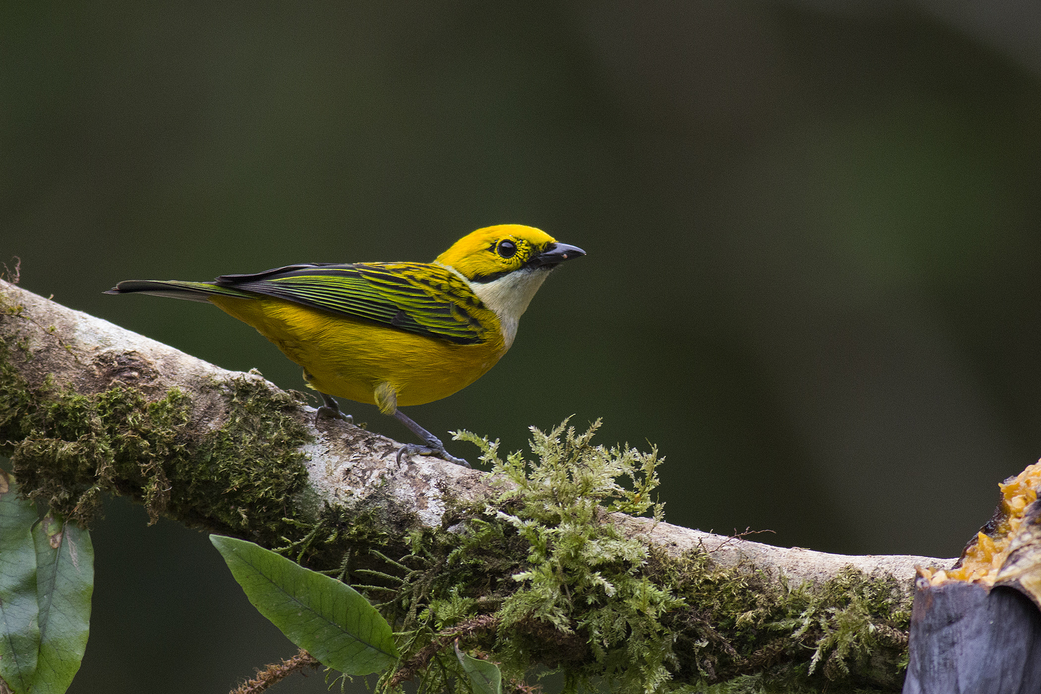 Silver-throated Tanager — Ana fotoğraf